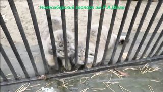 Котята манулов.