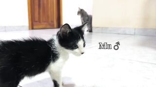 A rescued kitten suddenly started talking to a big cat when he met him for the f.
