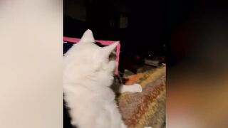 Почему этот КОТ МЯУКАЕТ и КИВАЕТ головой! Кот Бендер, покоривший интернет.