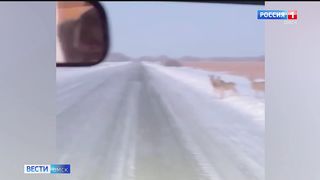 В Омске верблюды вышли к людям.