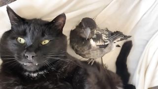 Magpie found on the road grew up with a cat and thinks she is a cat too