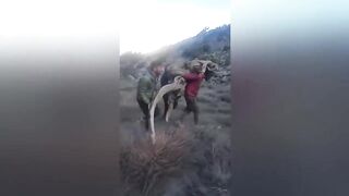 Они и правда Существуют ! Такие Животные Вы Увидите Впервые в Жизни.