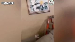 ПРИКОЛЫ С ЖИВОТНЫМИ???????? _ СМЕШНЫЕ КОТЫ и СОБАКИ
