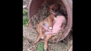 Приколы с Животными ???? Смешные Животные ???? Fun with Animals
