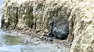 Услышав странные ЗВУКИ у воды она решила приблизиться! СУЩЕСТВО с сюрпризом приж.