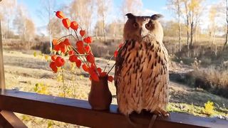 Кошка Морошка потрогала сову Ёлку за секретное место! Возмутительно! Сова красив.
