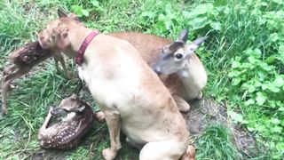 Orphan Baby deer grew up with a dog! After years, she brought her fawns to the d