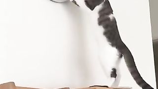 О, святые сосиски!
