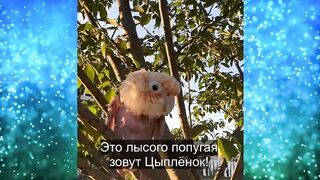 Помните ЛЫСОГО танцора