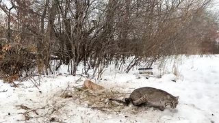 Рысь попала в KAПKAH Только гляньте кто пришёл ЗВЕРЮ на помощь! Невероятно