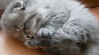 Женщина нашла котенка в лесу и то, что он сделал, просто потрясло всех.