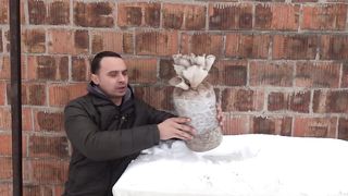 НЕВЕРОЯТНО, ГРИБЫ В ПЛАСТИКОВОЙ БАКЛАЖКЕ БЕЗ МИЦЕЛИЯ.