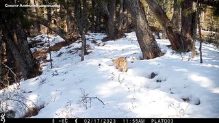 Дальневосточный лесной кот во всей красе