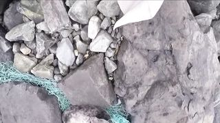 Туристы заметили ЗВЕРЯ зажатого между камнями! Приблизившись, они поняли, что ну.