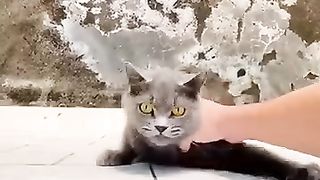 ???? Вот такими разными бывают коты!