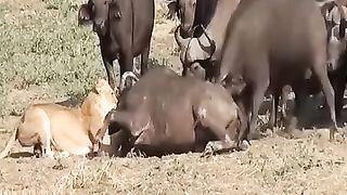 1 lion vs 100 buffalo _ w1 lion vs 100 buffalo _ B.