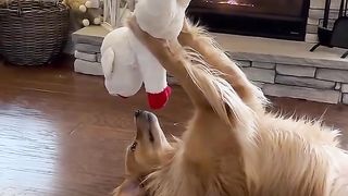 Caught my dog having the cutest moment with his toy. #dog #goldenretriever