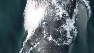 Do whales drink the water they swim in？