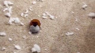 He destroyed his favorite toy! #dog #goldenretriever