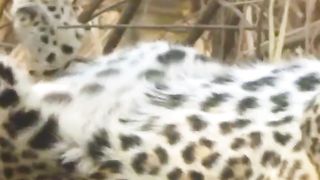 Cats will be cats ???????? #PlanetEarth3