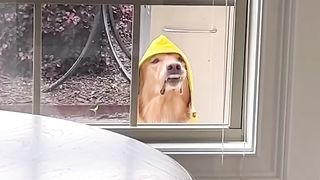 Sometimes my lip gets stuck on my teef… #dog #goldenretriever