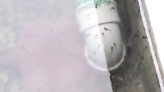 Cacing sutera BEKU boleh atau tidak diberikan ke larva lele❓ BAGUS atau TIDAK❓