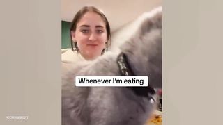 Cats and their important work make people's lives more fun