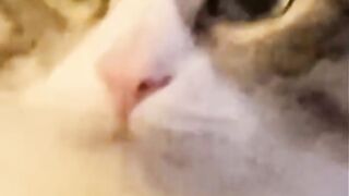 Cats with unused potential