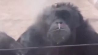 Cute And funny Animals