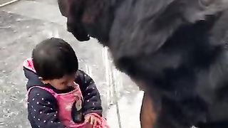 tibetan mastiff big dog love baby