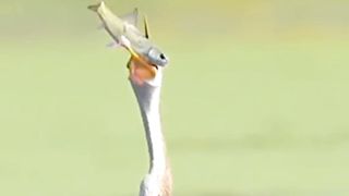 سبحان الله