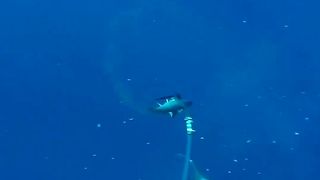 FUNNY LOL WIN