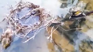 Парень нашёл тонущих СУЩЕСТВ и решил забрать их домой!