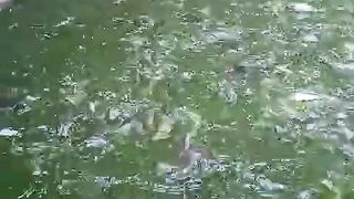 Budidaya ikan lele skala RUMAHAN cukup dengan 2 atau 3 kolam