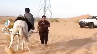 A brave knight