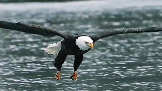 This is a bird a hero