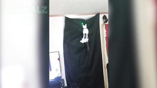 Les animaux les plus drôles échouent! - ESSAYEZ DE NE PAS RALLIER LE DÉFI!