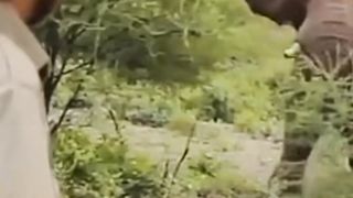 Shot's animal videos
