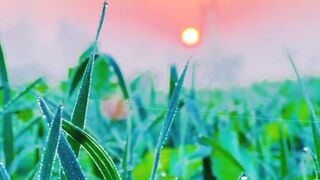 Amazing Sun Shining | Beautiful Village Nature Video | 4 Relaxing View | Beautiful Field