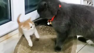 Cat lover pets