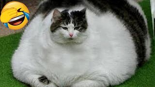 Funny Dogs And Cats Videos 2023 ???? - Best Funniest Animal Videos Of The Month