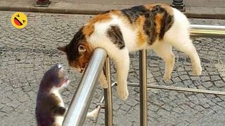 Funniest animals ???? Funny cats and funny dogs ????????