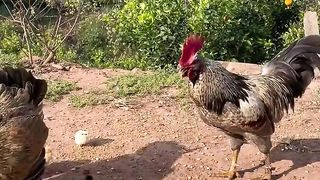 Desi chicks