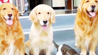 Beautiful family ☺️????????#viral#shorts#trending
