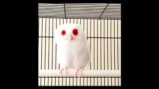 Сова альбинос. An albino owl.