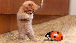 Animaux drôles - Chats et chiens drôles - Vidéos d'animaux drôles 2024
