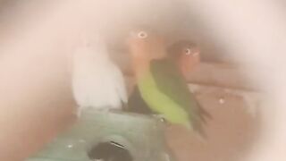 The parrots of cage