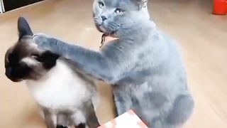 Smile with cats