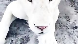 A cute lion