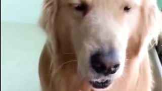 Funny cats and dogs